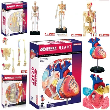 4D Мастер-модель цветного сердца в сборе с анатомией человека в размерах