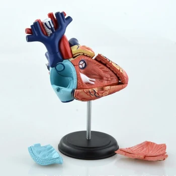 4D Мастер-модель цветного сердца в сборе с анатомией человека в размерах